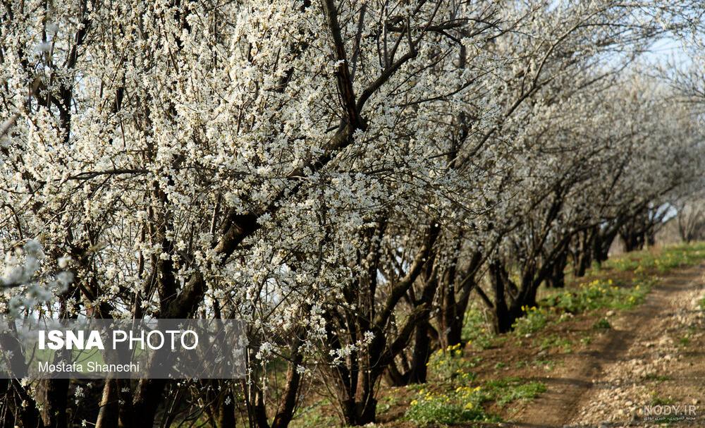 عکس شکوفه درخت سیب