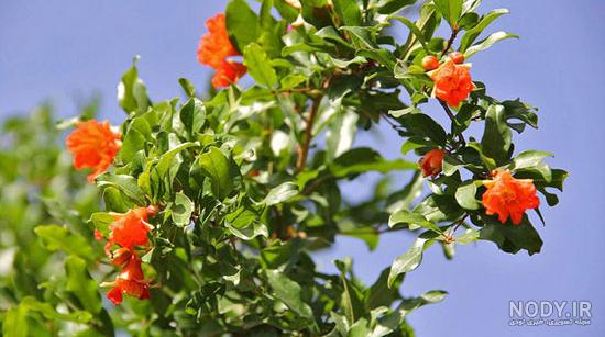 عکس شکوفه های انار