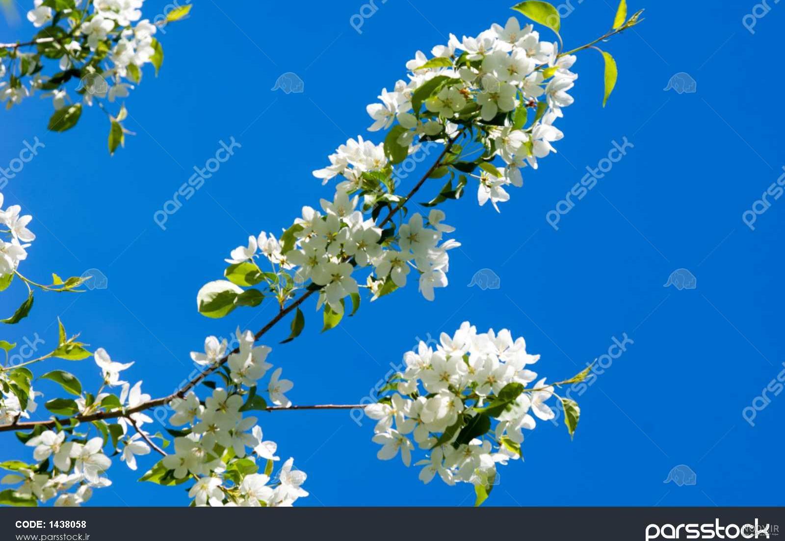عکس شکوفه های بهاری برای پروفایل