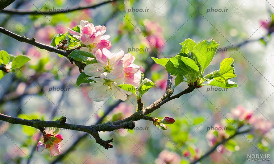 عکس شکوفه های بهاری نقاشی