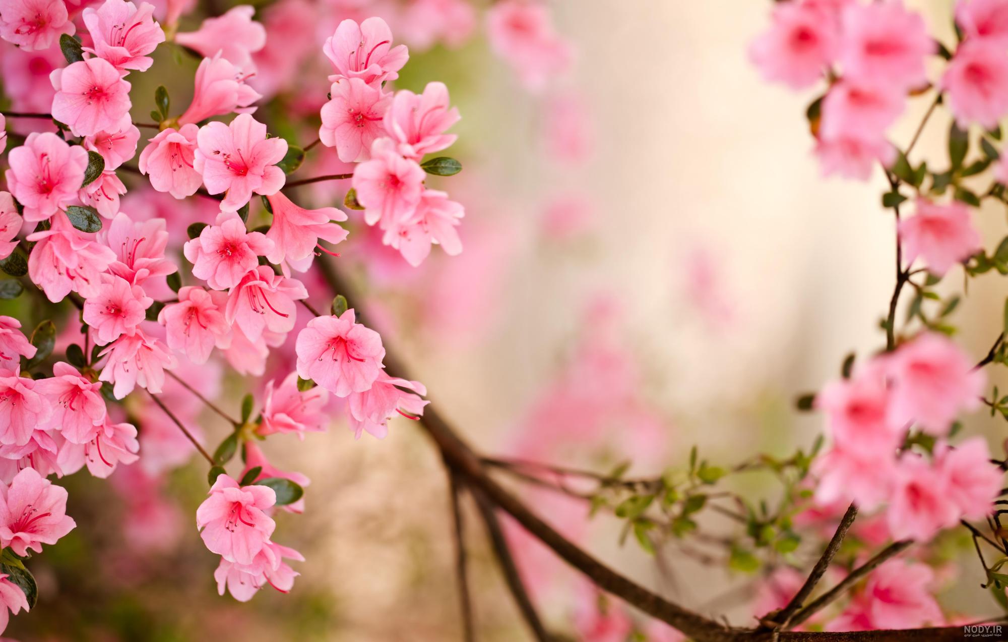عکس شکوفه های صورتی