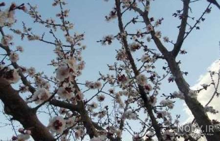 عکس طبیعت بهاری شمال