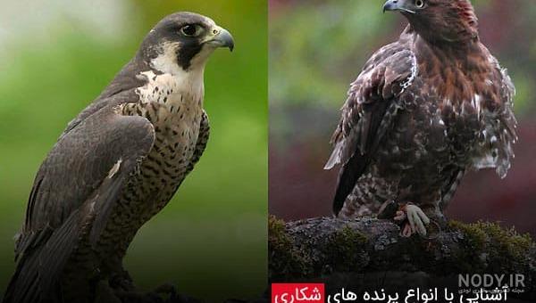 عکس قوش شکاری عکس قوش شکاری