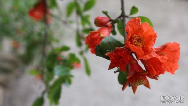 عکس نوشته شکوفه انار