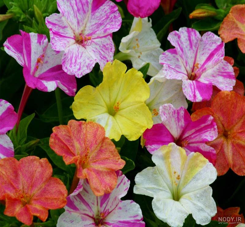 عکس گل برای پروفایل واتساپ عکس گل برای پروفایل واتساپ
