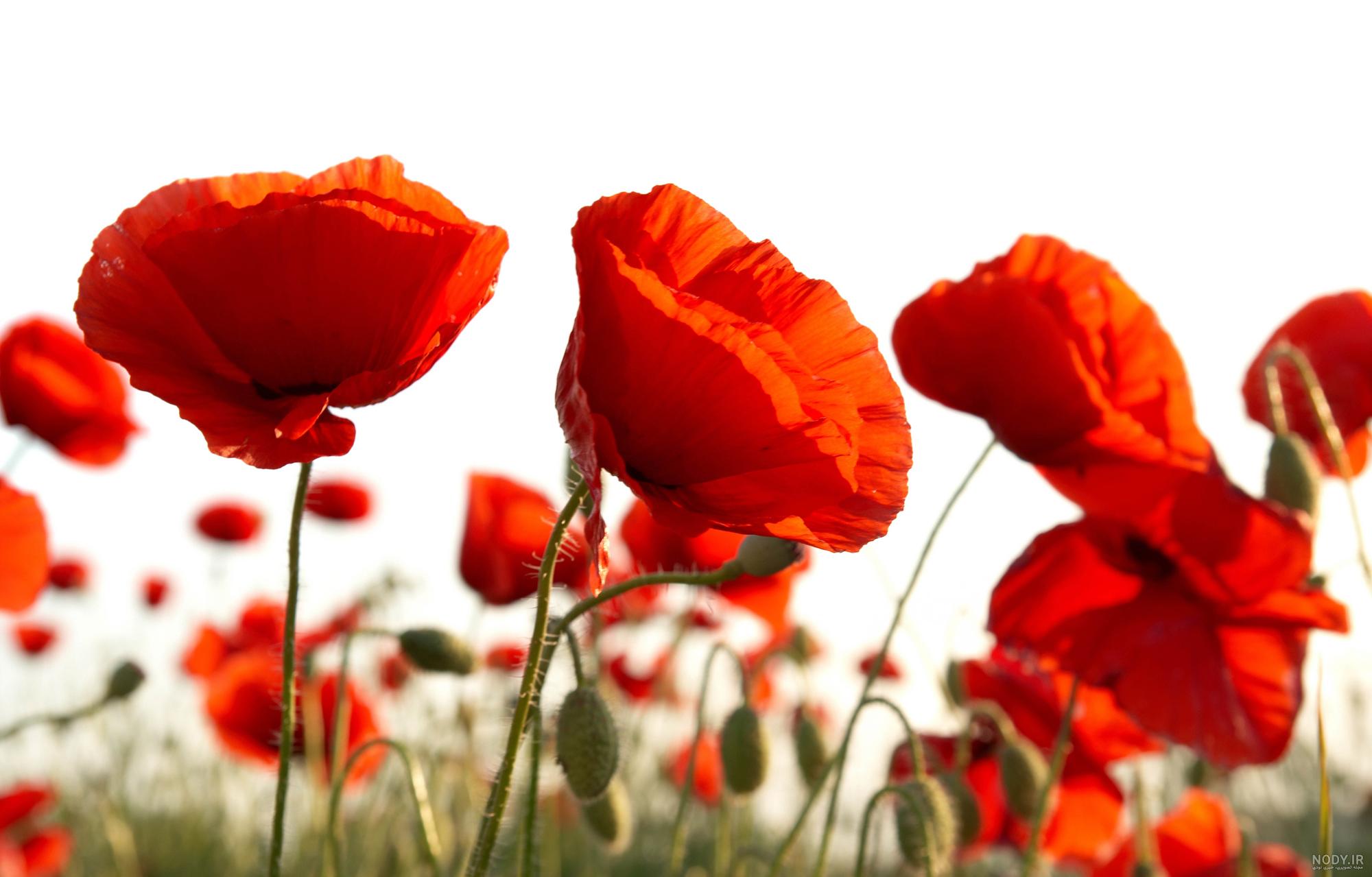 عکس گل شقایق ایسلندی عکس گل شقایق ایسلندی