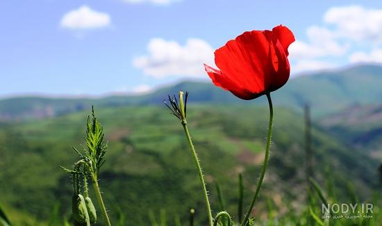 عکس گل شقایق بنفش