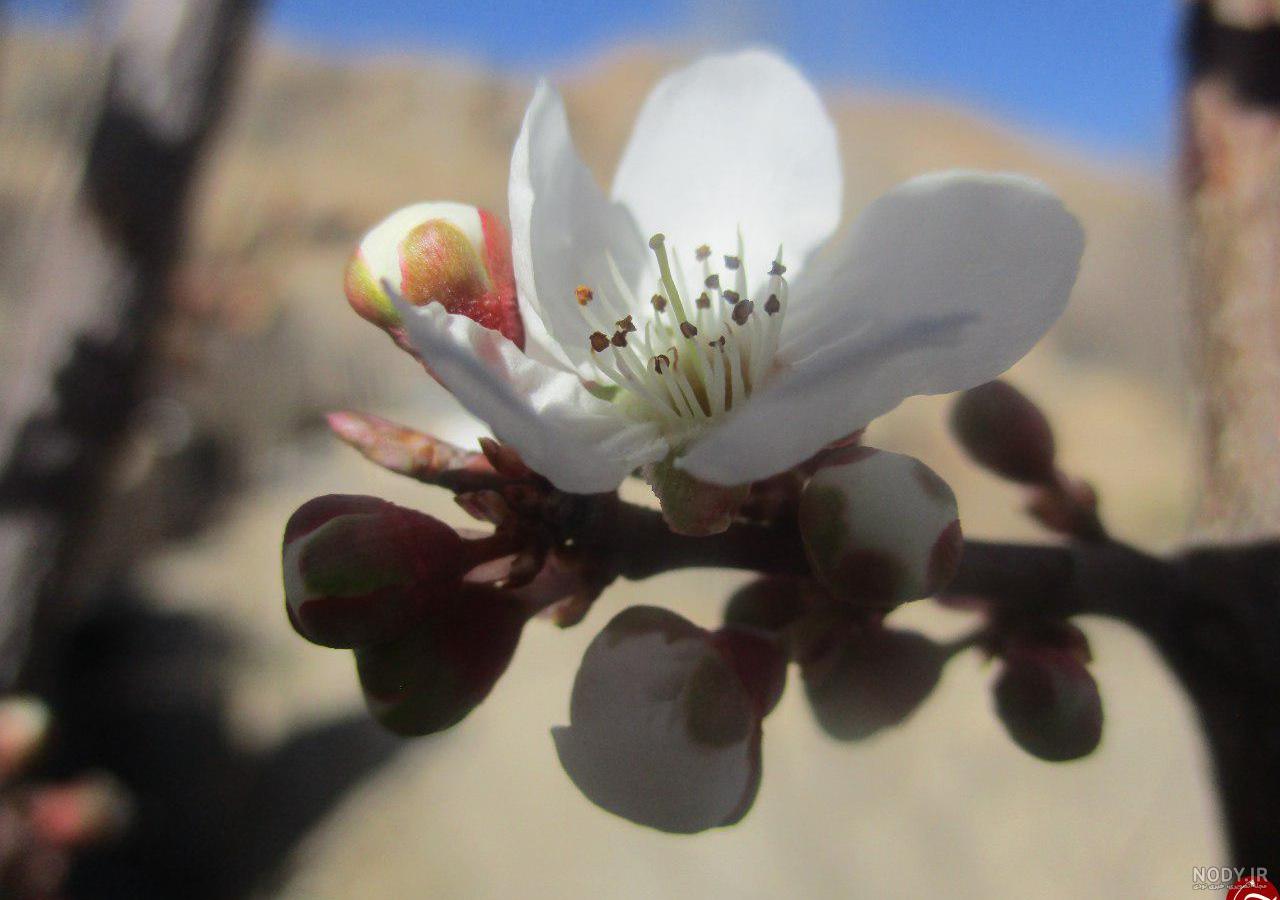 عکس گوجه سبز با نمک