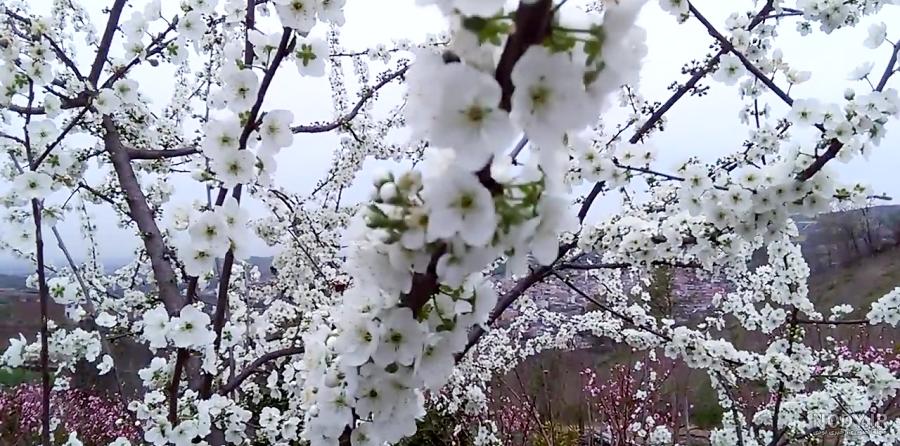 عکس گوجه سبز برای پروفایل