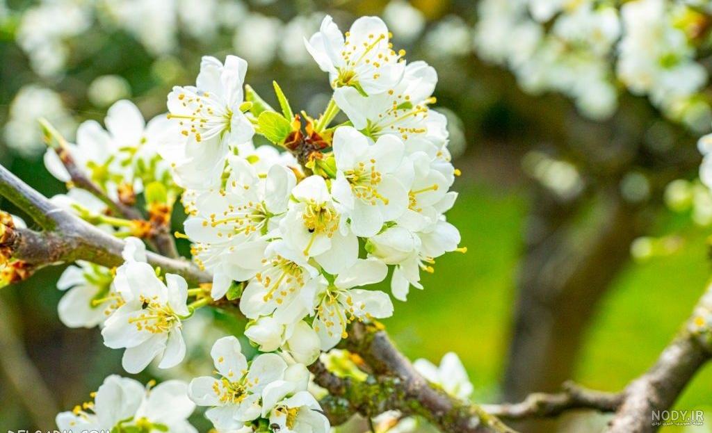 عکس گوجه سبز و لواشک