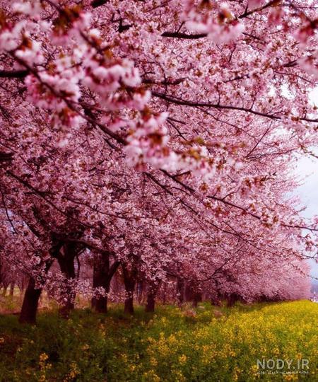 عکس شکوفه سیب عکس شکوفه سیب