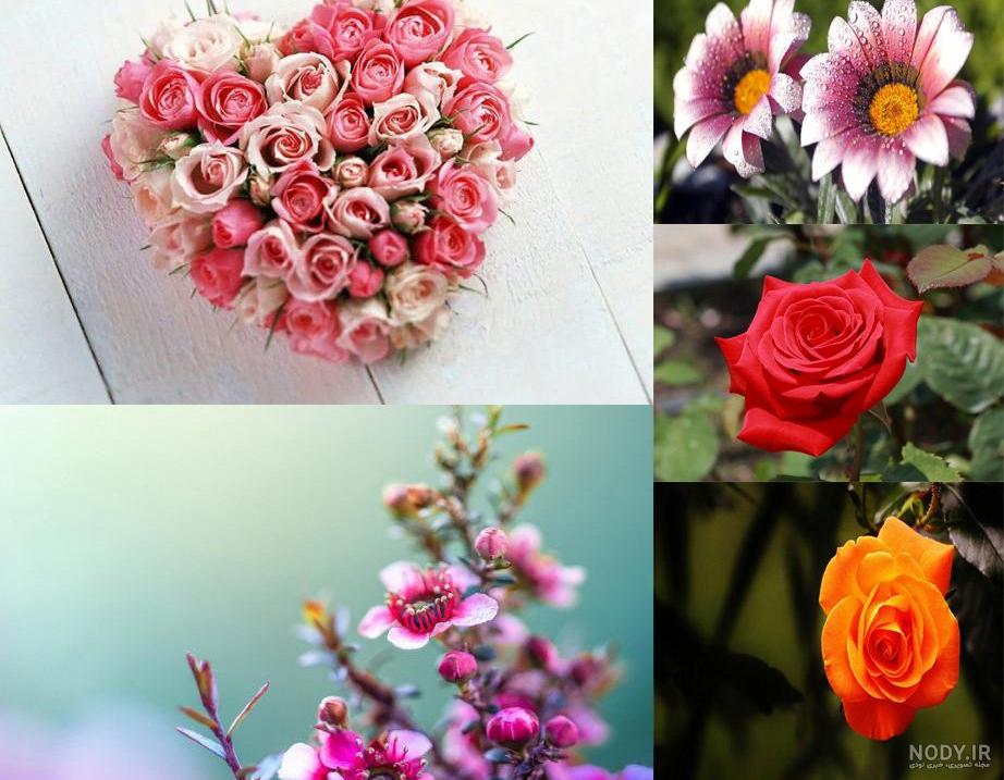 پروفایل عکس گلهای زیبای جهان