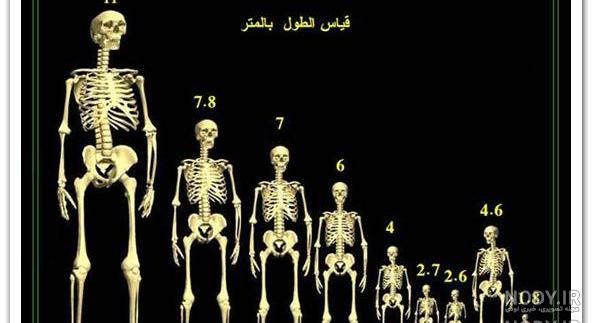 آیا قوم عاد عظیم الجثه بودند