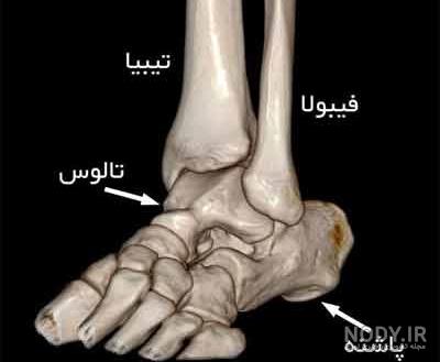 استخوان پا