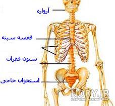 استخوان کف پا دارای چند قطعه استخوان است