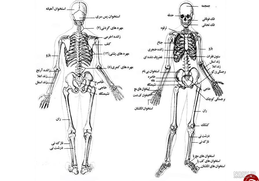اسکلت انسان در دفینه یابی