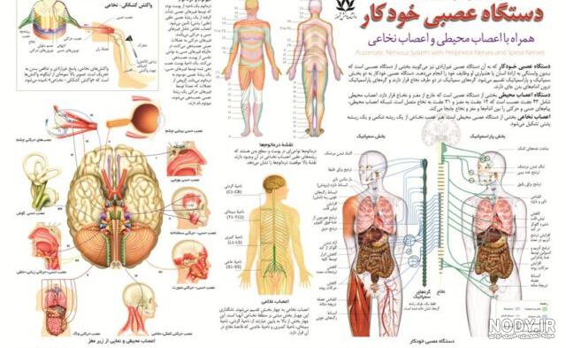 اسکلت بدن انسان از پشت