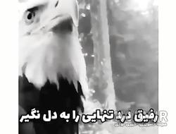 اسکلت عقاب اسکلت عقاب