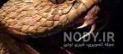 اسکلت قورباغه اسکلت قورباغه
