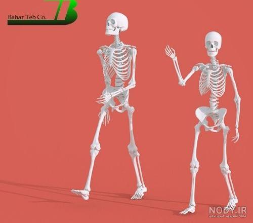 اسکلت لگن زن