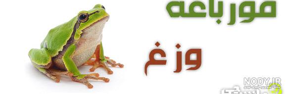 اسکلت ماهی قزل آلا