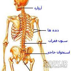 اعضای مهم بدن
