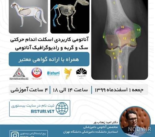 انشا در مورد گربه