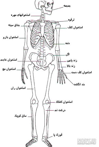 برامدگی استخوان کتف