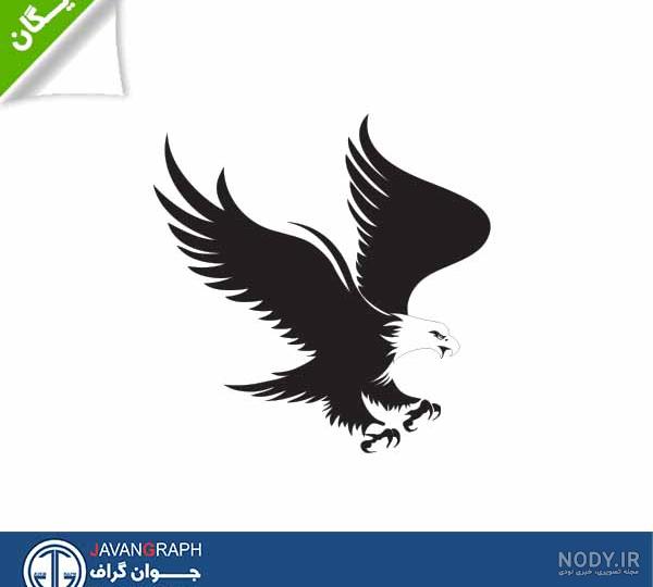 تشریح کبوتر تشریح کبوتر