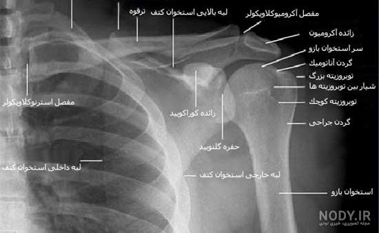 حرکات استخوان کتف چیست