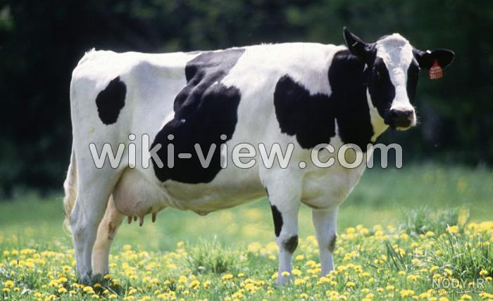 شاخ گوزن طبیعی شاخ گوزن طبیعی