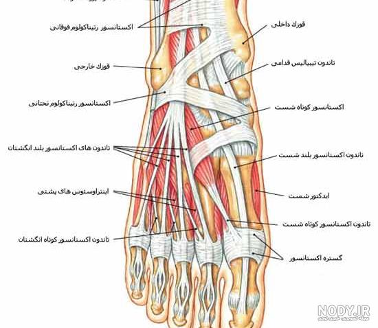 شکستگی ساق پا نی نی سایت