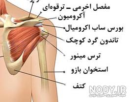 عضله مهم در قسمت کمربند شانه ای