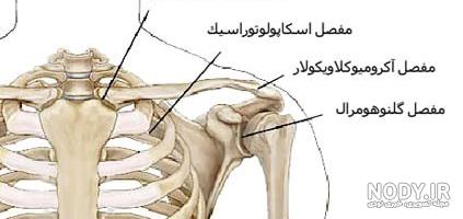 عضله موثر در بالا آوردن دست در کمربند شانه ای در جدول