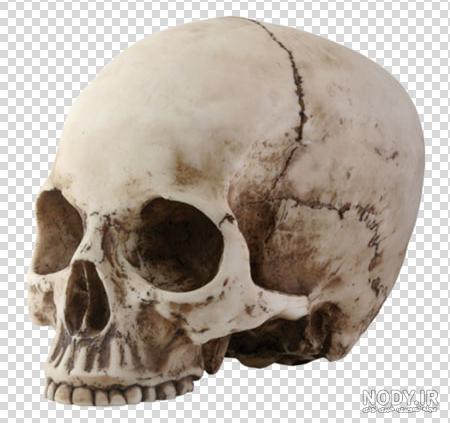 عکس اسکلت بدن انسان با نام