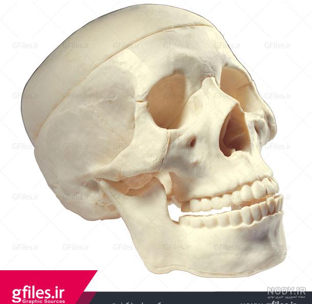 عکس اسکلت بدن انسان واقعی