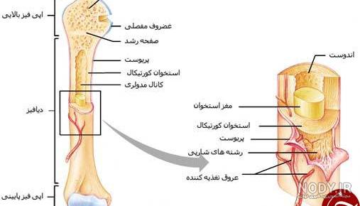 عکس اسکلت بدن زن