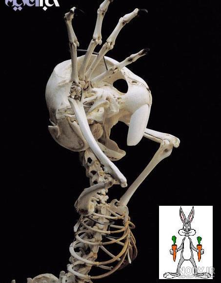 عکس اسکلت خفن دخترونه عکس اسکلت خفن دخترونه
