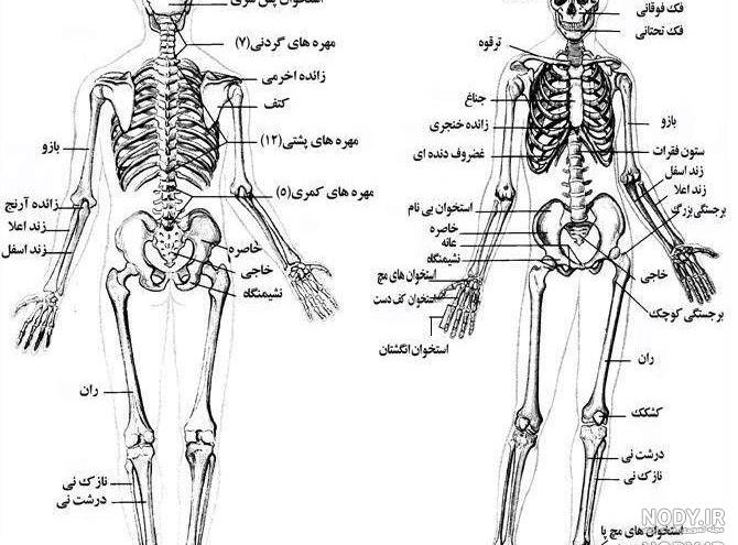 عکس اسکلت خفن پسرانه عکس اسکلت خفن پسرانه