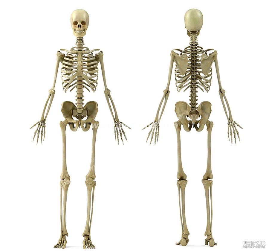 عکس اسکلت دخترونه عکس اسکلت دخترونه