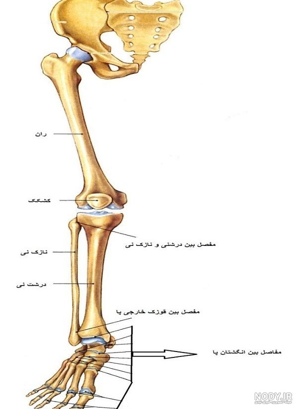 عکس اسکلت روی پا