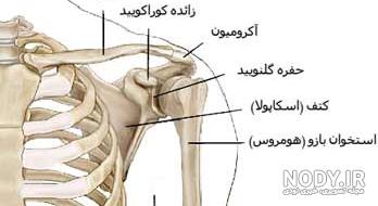عکس اسکلت شانه انسان