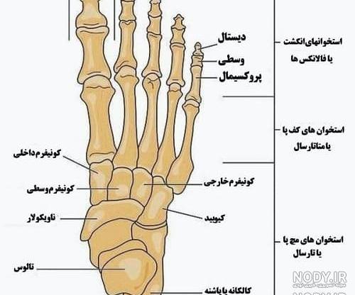 عکس اسکلت مچ پا