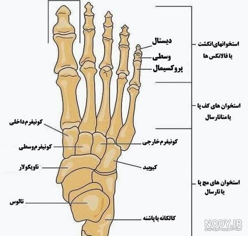 عکس اسکلت پا