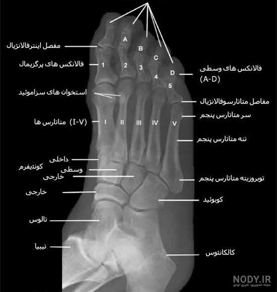 عکس اسکلت پا انسان