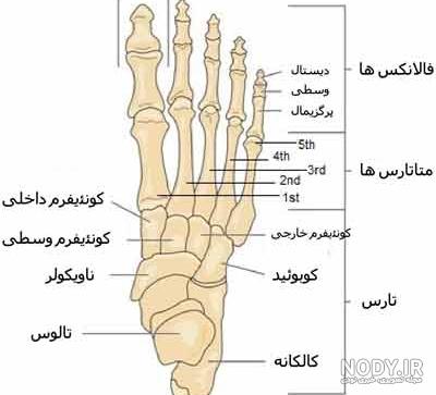 عکس اسکلت پاشنه