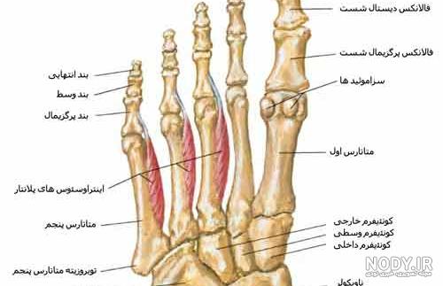 عکس اسکلت پانیشر