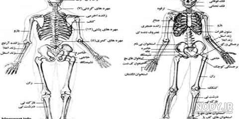 عکس بدن انسان پزشکی