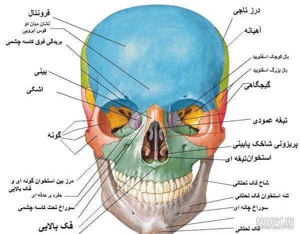 عکس جمجمه انسان