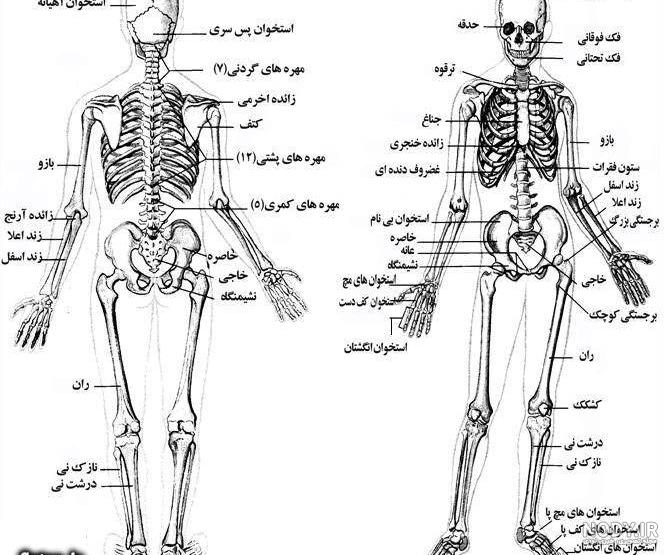 عکس واقعی اسکلت انسان های غول پیکر